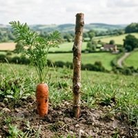 carrot and stick 200