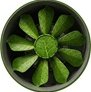 green peace fan 90